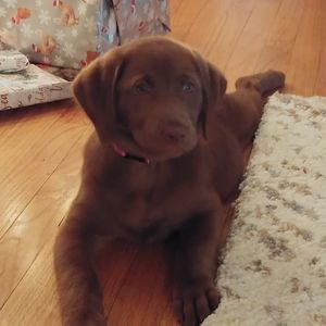 Meet your Posher, Tish